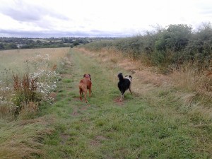 Bert and Jack enjoying the surroundings at Eckland Lodge